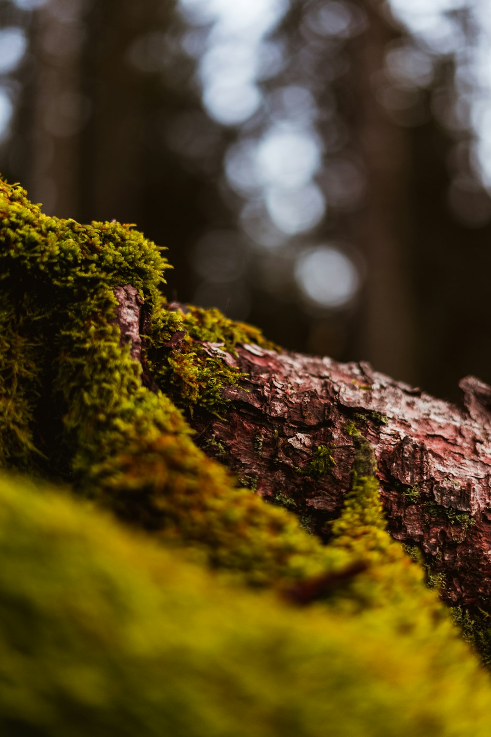 green moss on brown tree trunk