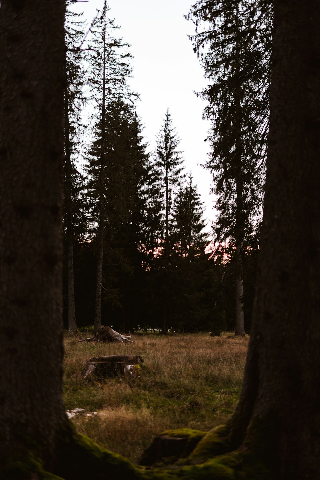 green grass field with trees