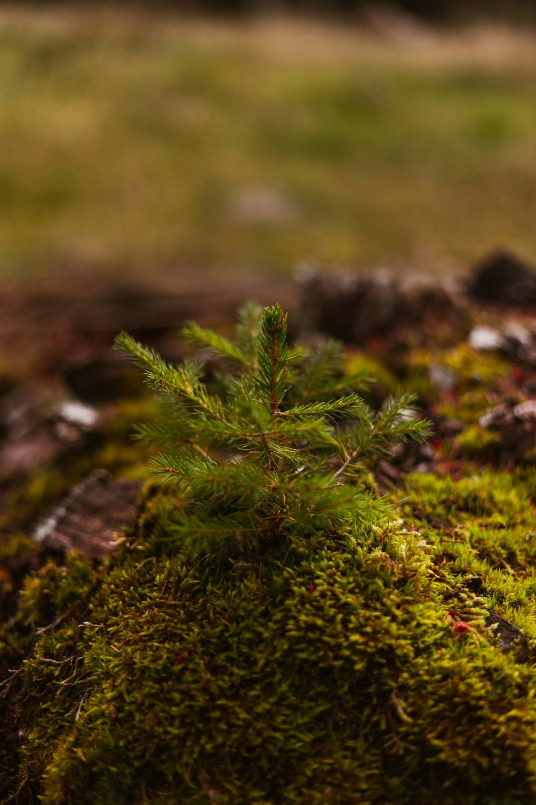 green moss on brown tree trunk