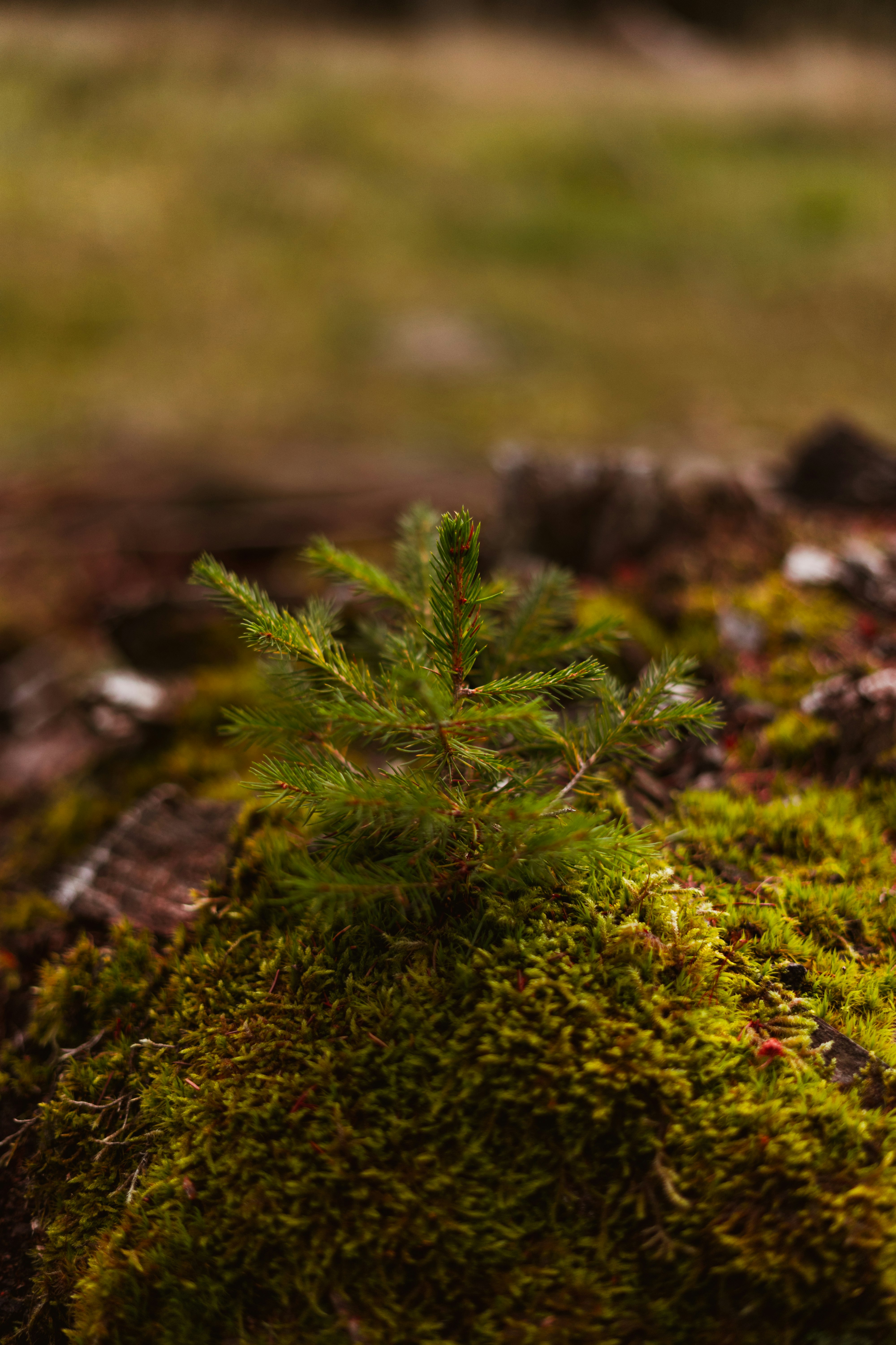 green moss on brown tree trunk