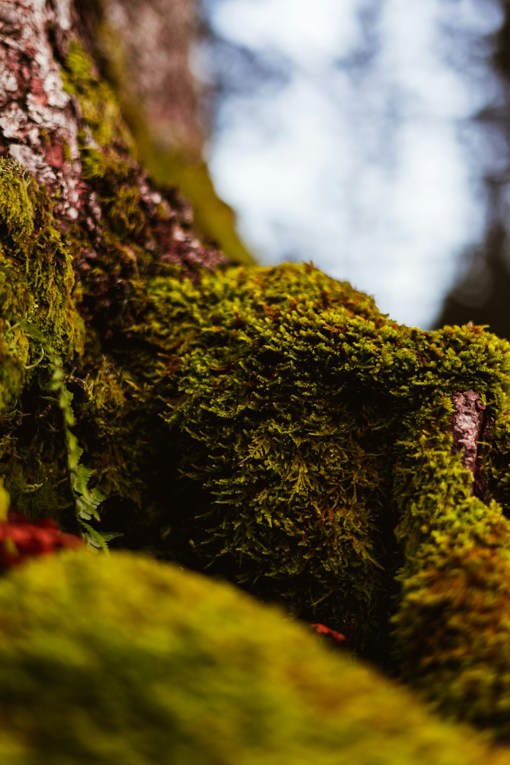 green moss on brown rock