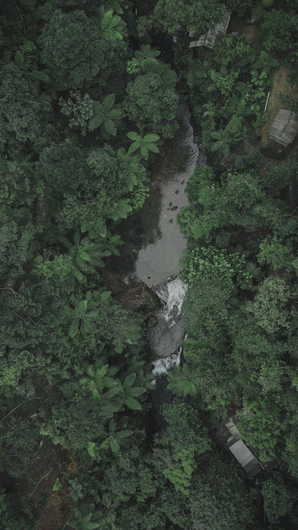 green trees beside river during daytime