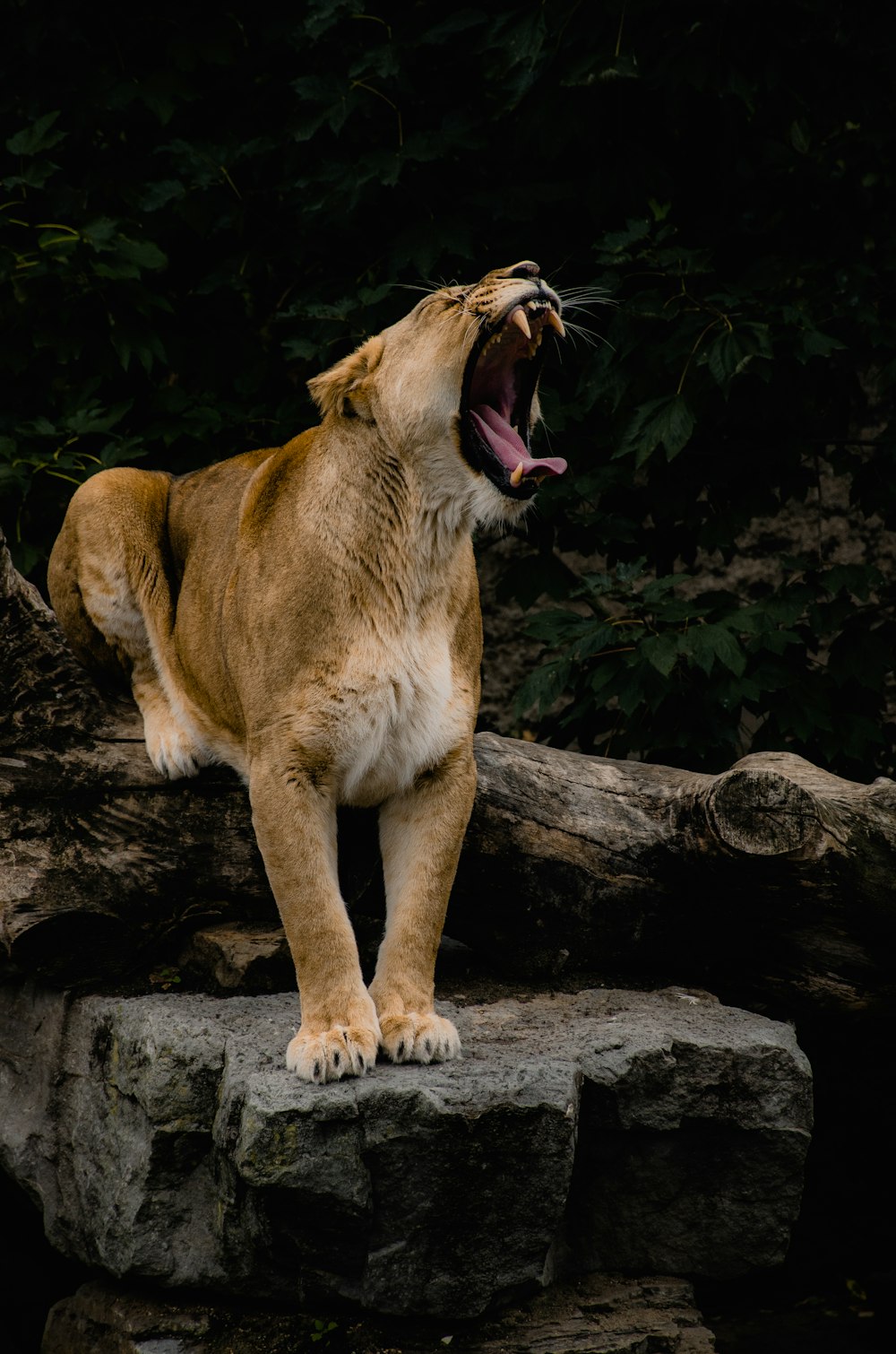 Female Lion Pictures | Download Free Images on Unsplash