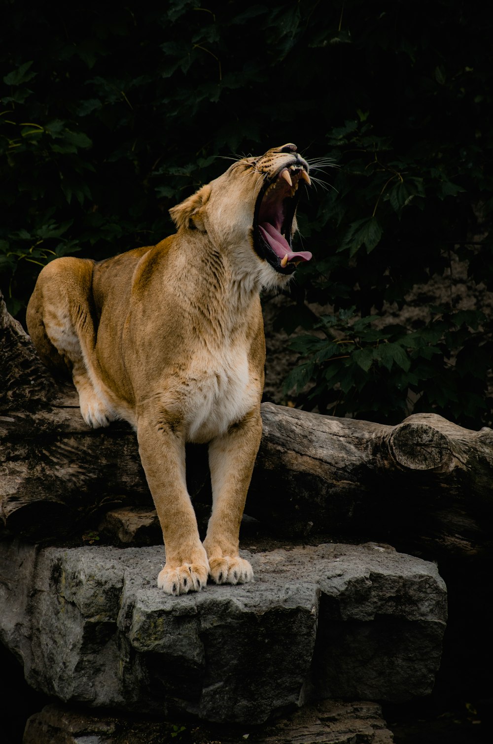 Braune Löwin liegt tagsüber auf braunem Felsen