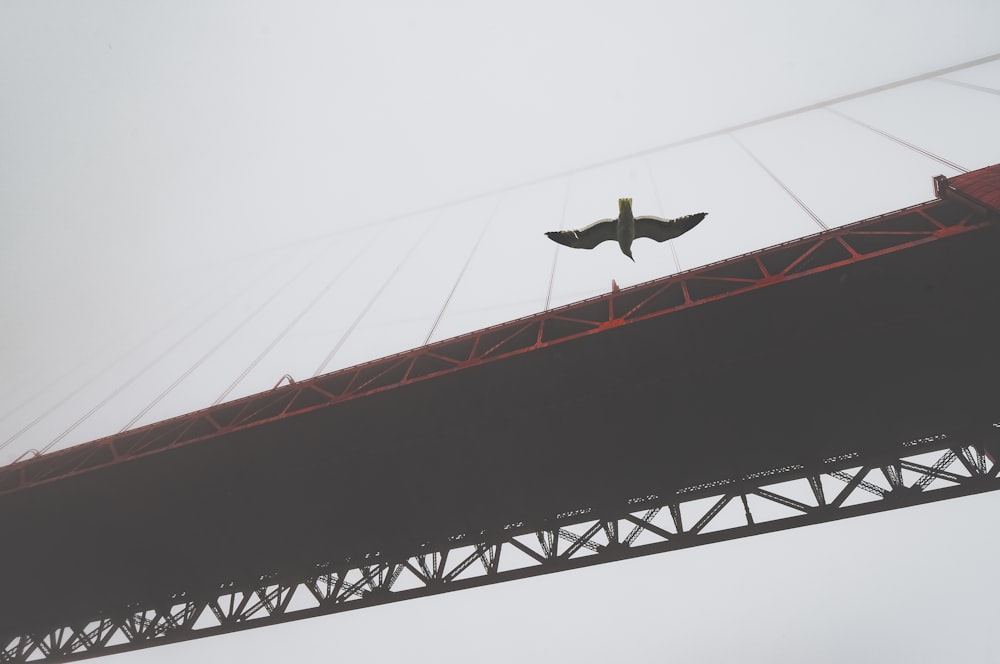 black and white airplane flying over the bridge