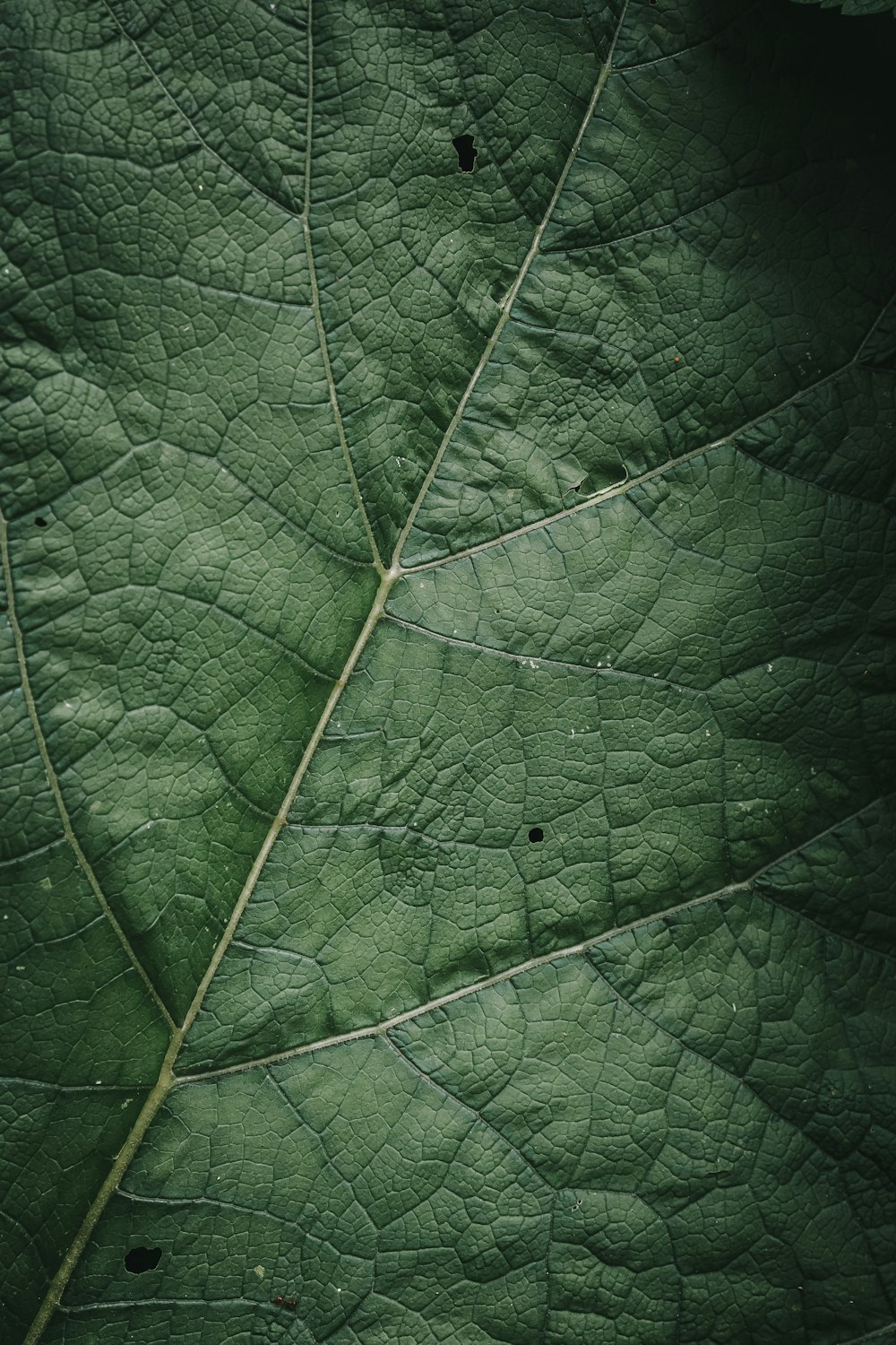 green leaf in close up photography