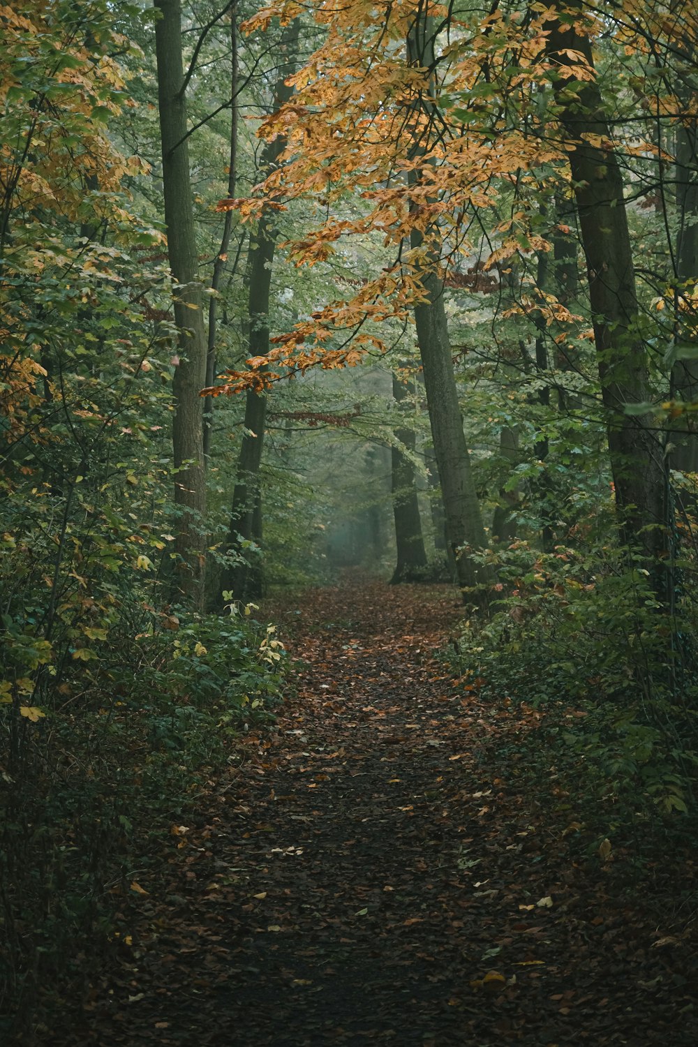 green and brown trees in forest during daytime