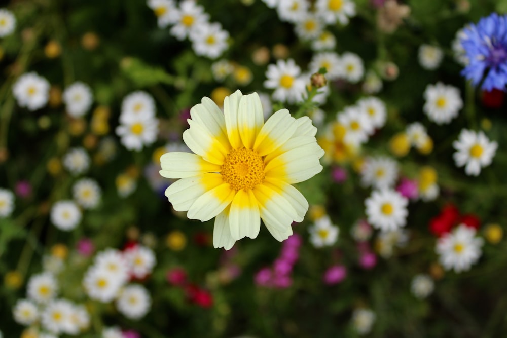 white and yellow flower in bloom during daytime