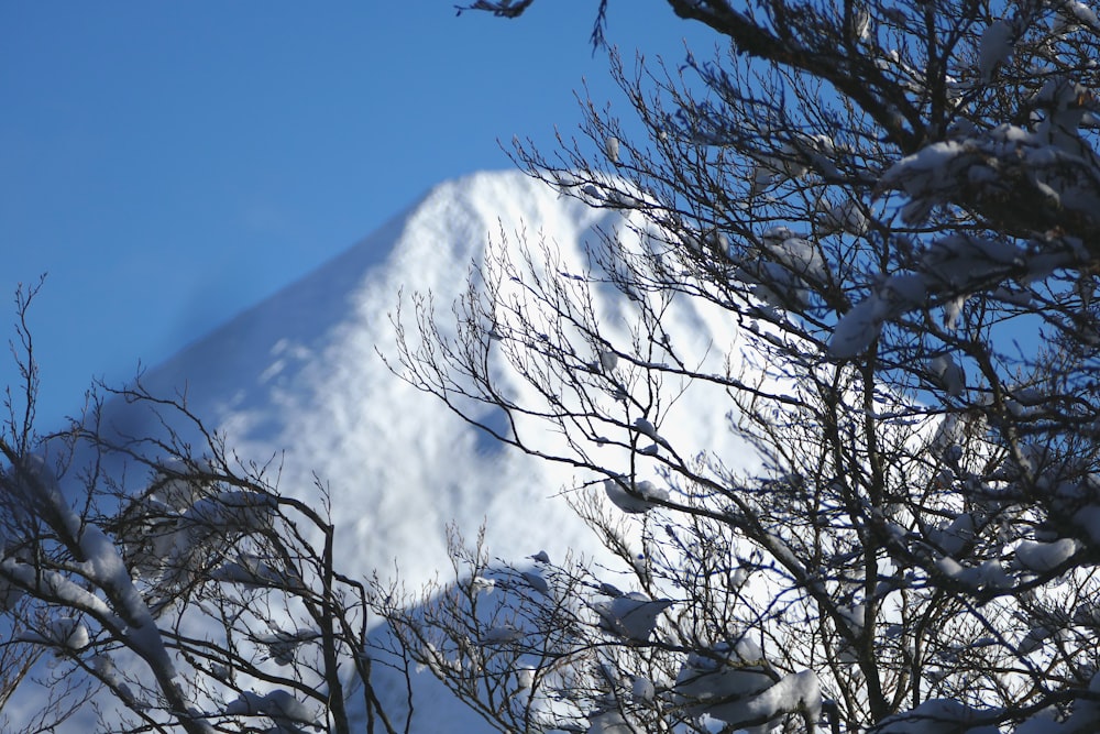 bare tree near snow covered mountain during daytime