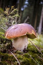 A large mushroom with a thick white stem and a broad, brown cap stands upright on a bed of green moss in a forest setting. Pine needles and small green plants surround the mushroom, with blurred trees visible in the background.