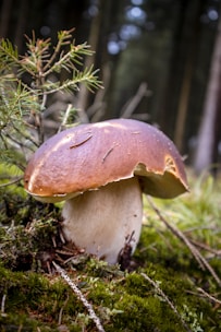 A large mushroom with a thick white stem and a broad, brown cap stands upright on a bed of green moss in a forest setting. Pine needles and small green plants surround the mushroom, with blurred trees visible in the background.