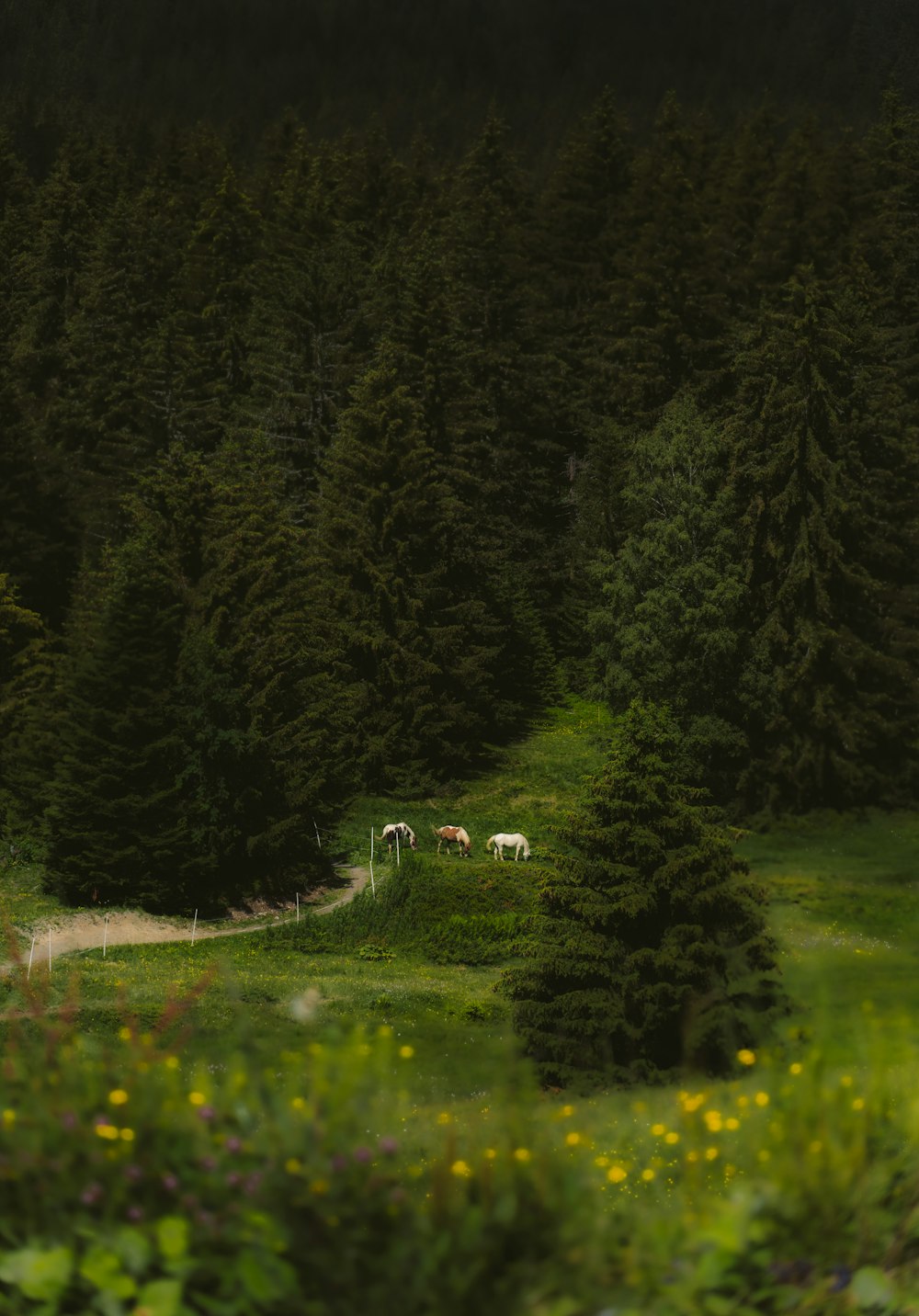 campo de grama verde cercado por árvores verdes durante o dia