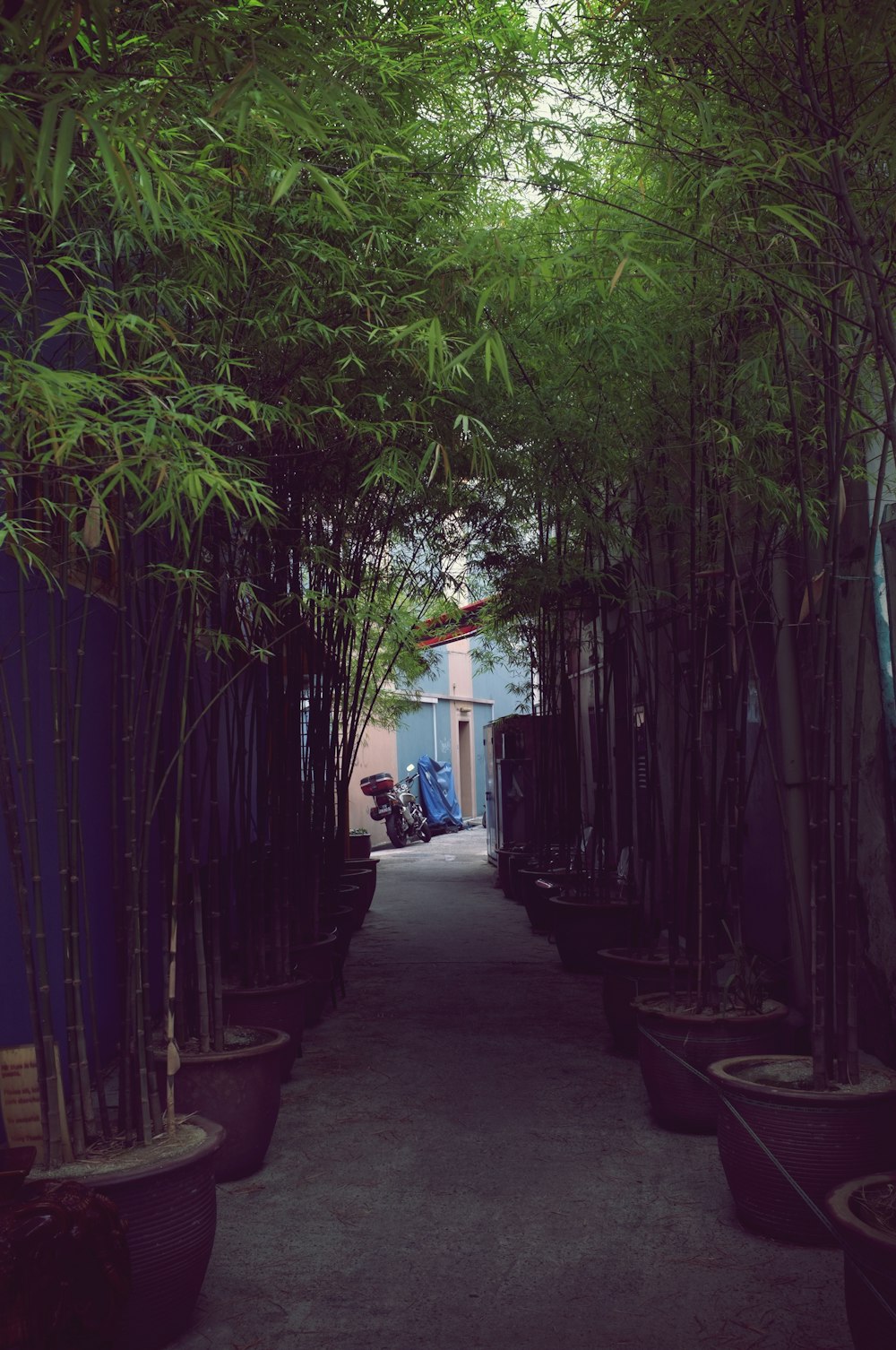 green tree near brown wooden fence during daytime