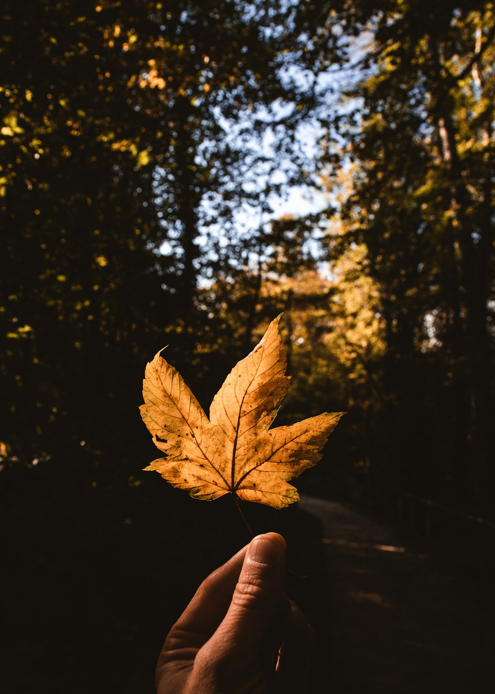 braunes Blatt an der Hand der Personen