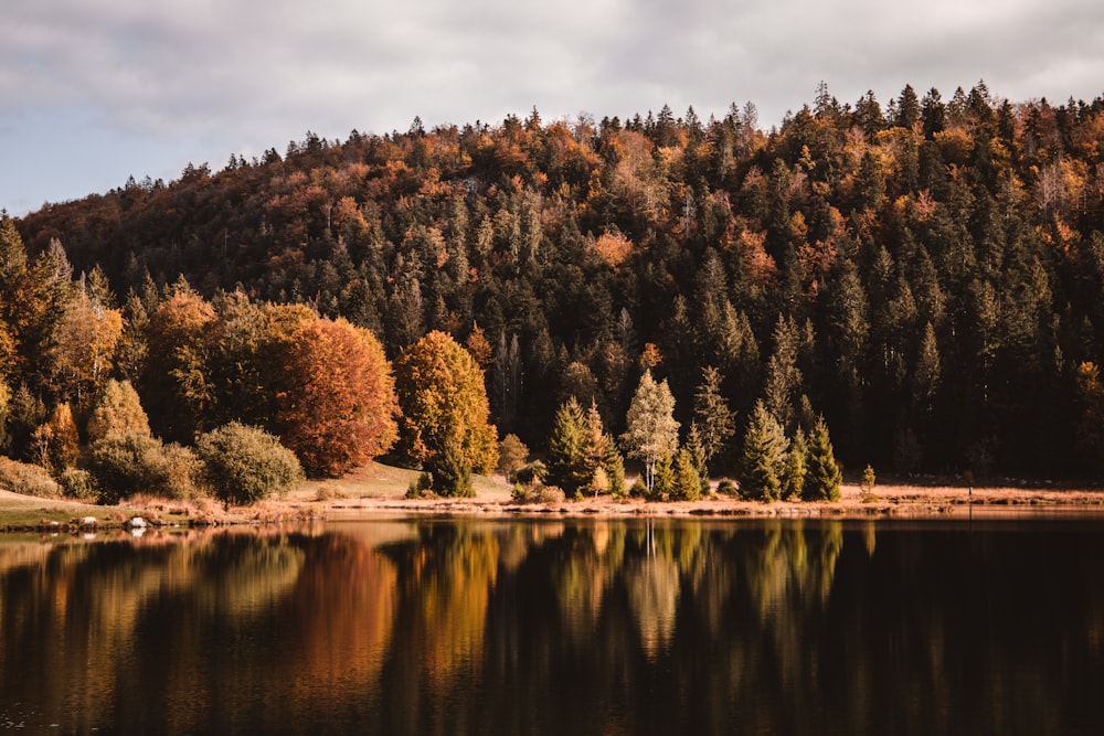 alberi verdi vicino allo specchio d'acqua durante il giorno