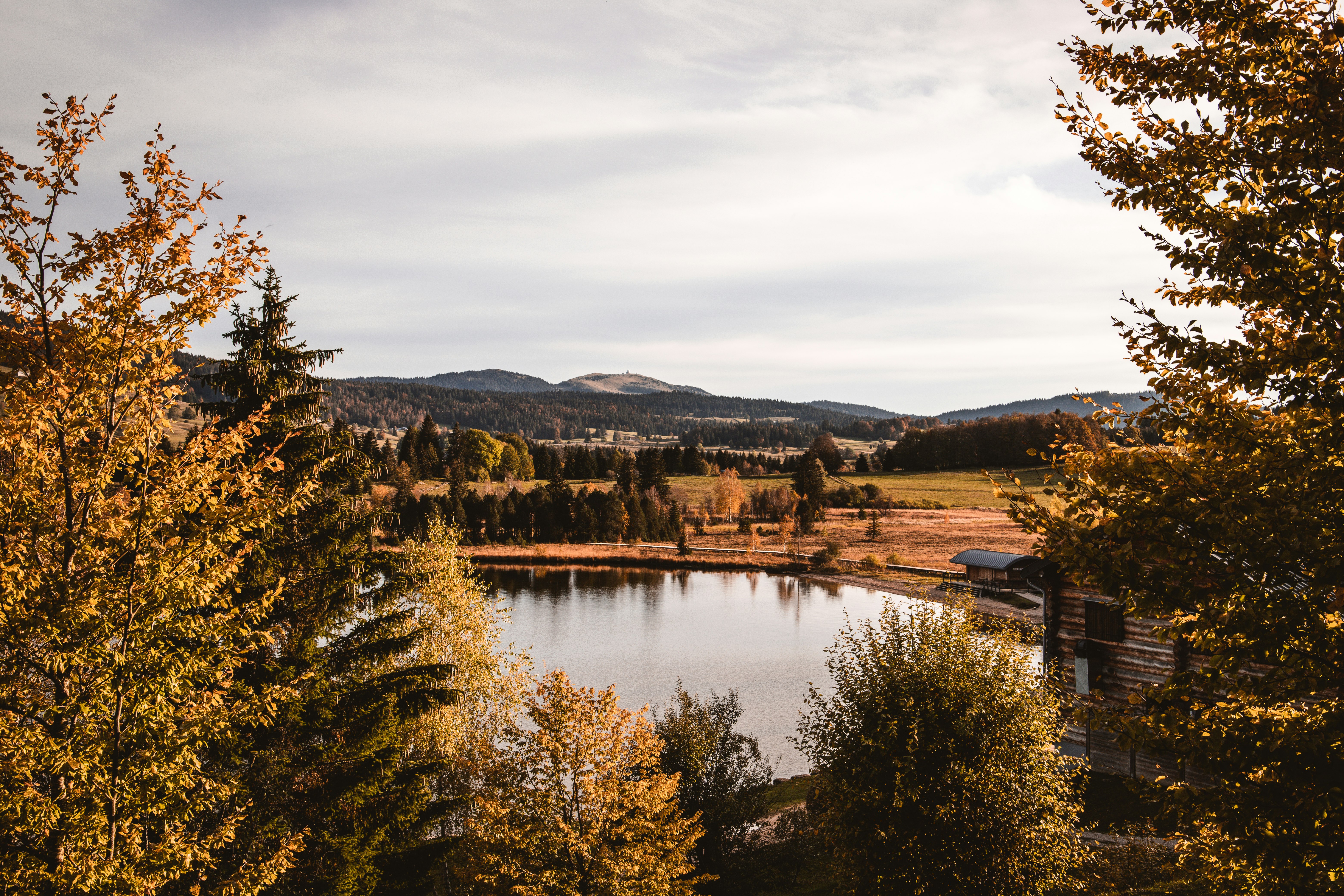 green trees near lake under cloudy sky during daytime