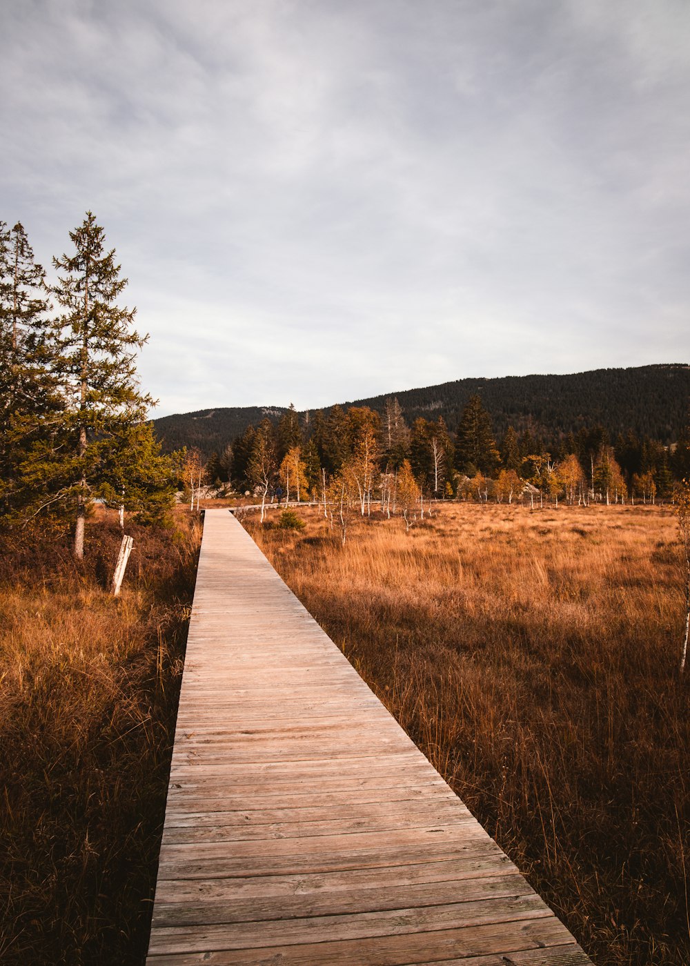 brown wooden pathway in the middle of brown grass field