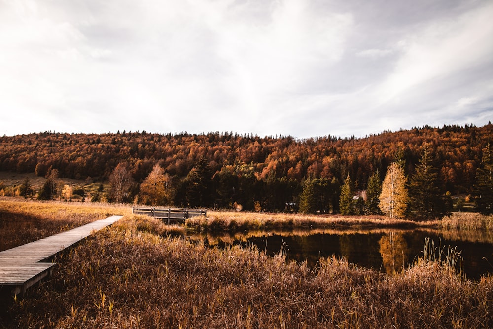 brown trees near body of water under white clouds during daytime