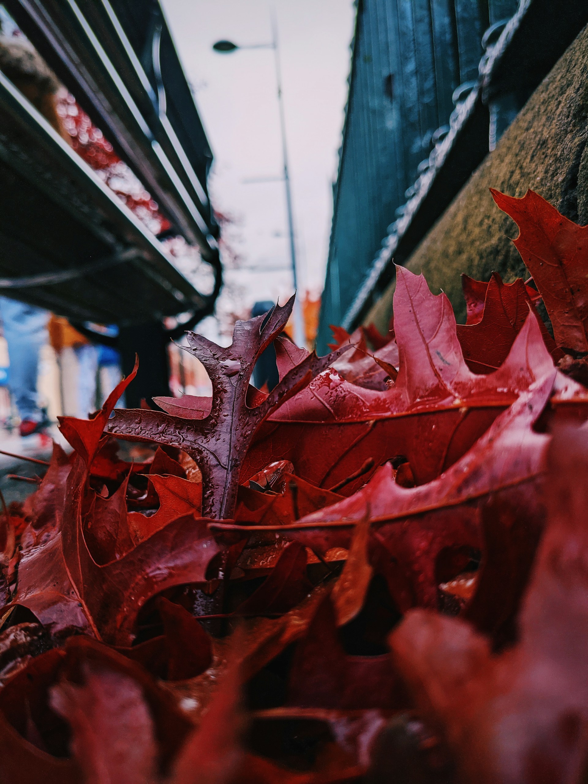 red maple leaf on brown tree trunk