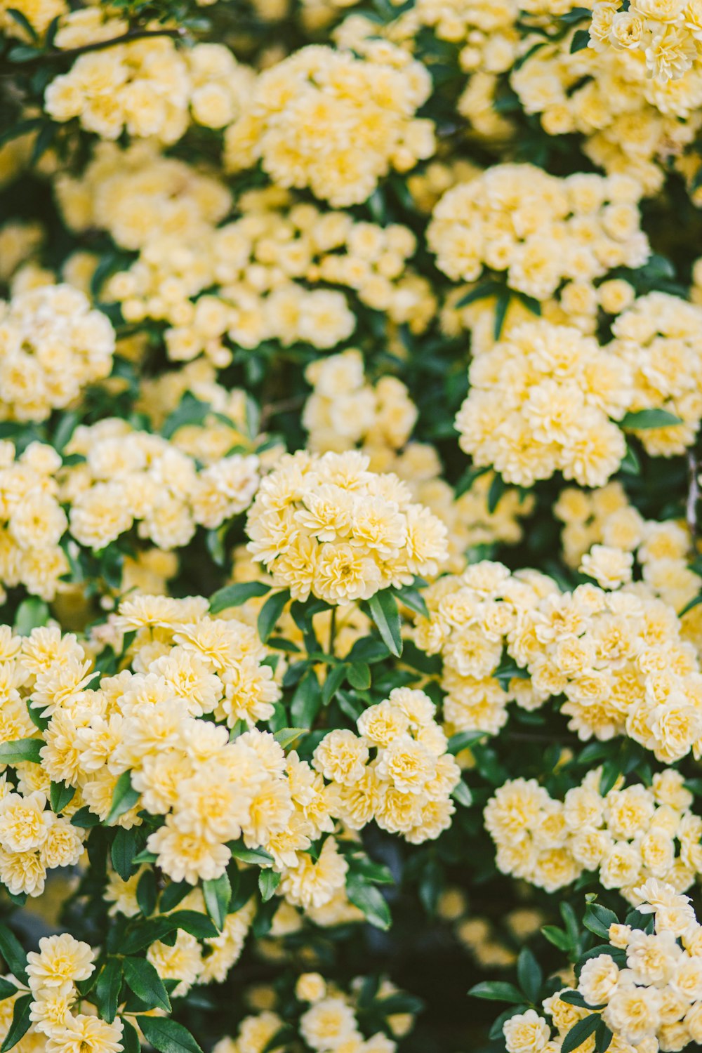 yellow flowers in tilt shift lens