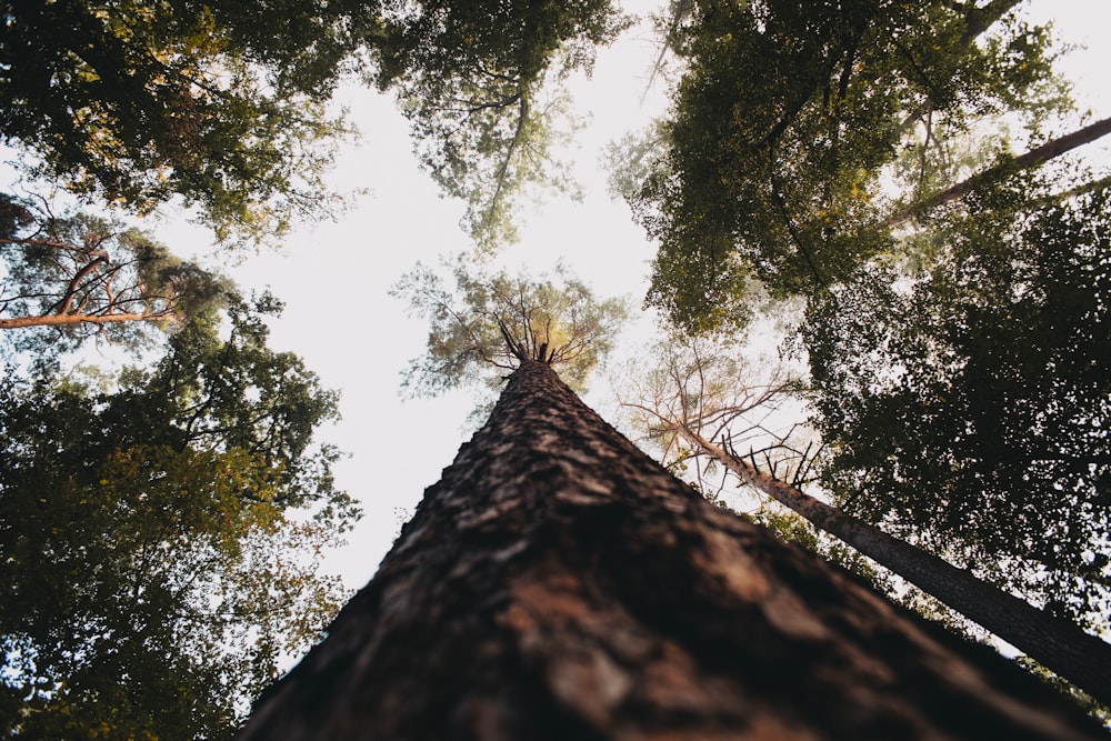 low angle photography of green trees during daytime