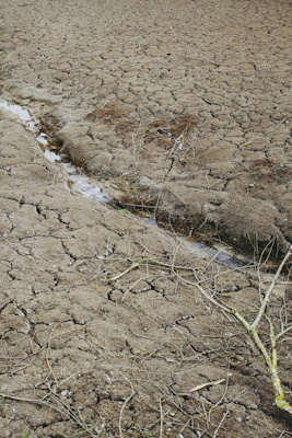 brown soil with green plants
