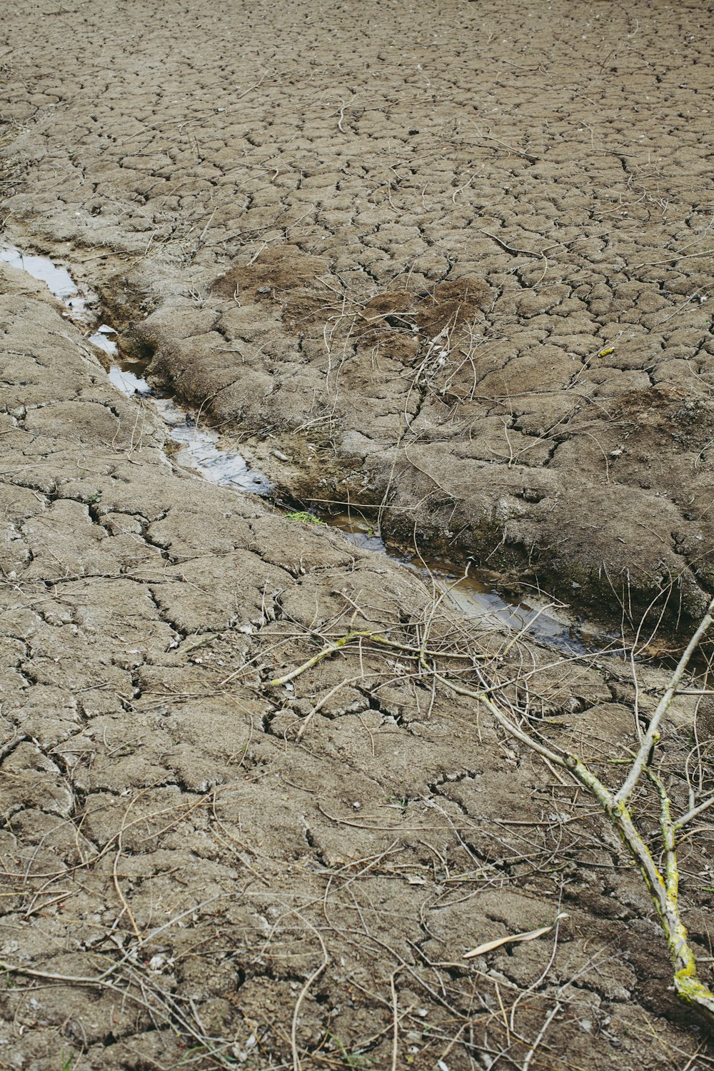 brown soil with green plants