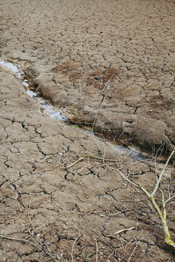 The Nature of a Problem by Dr. Elaine Bossard