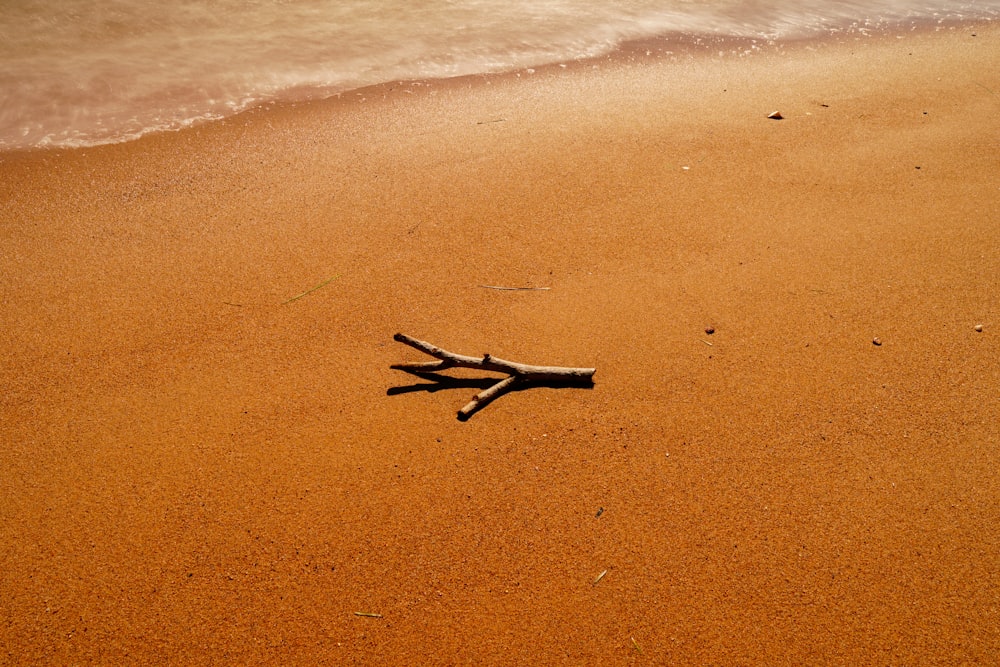 black and white bird on brown sand near body of water during daytime