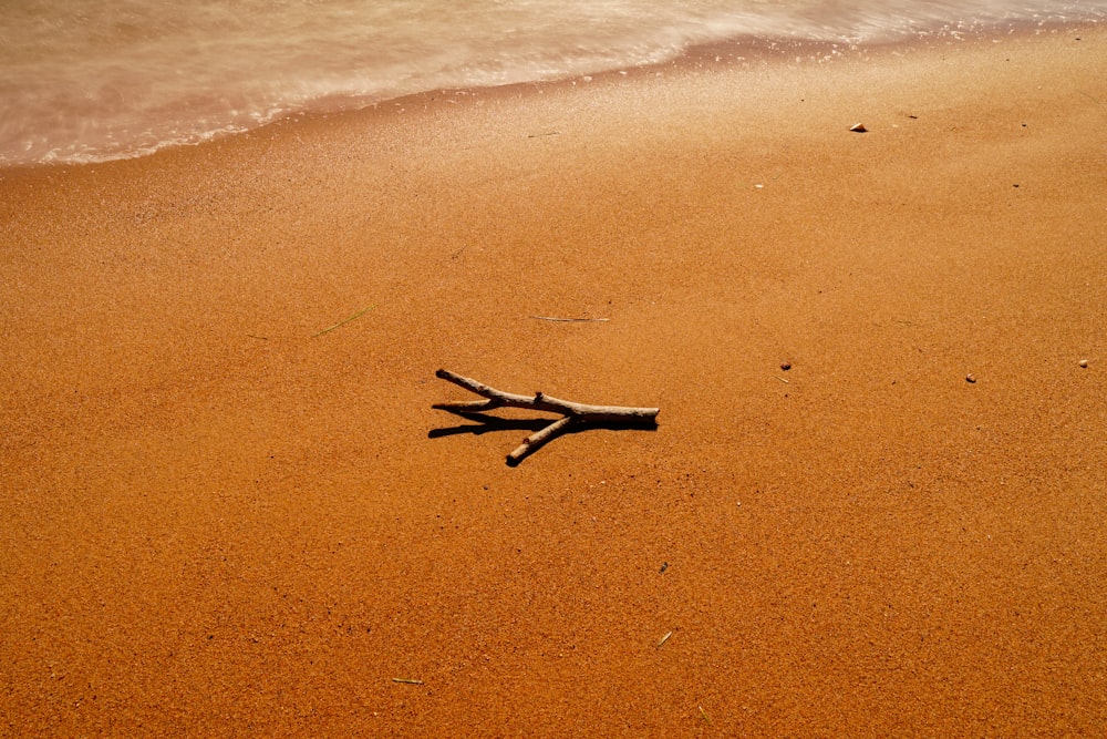 pássaro preto e branco na areia marrom perto do corpo de água durante o dia