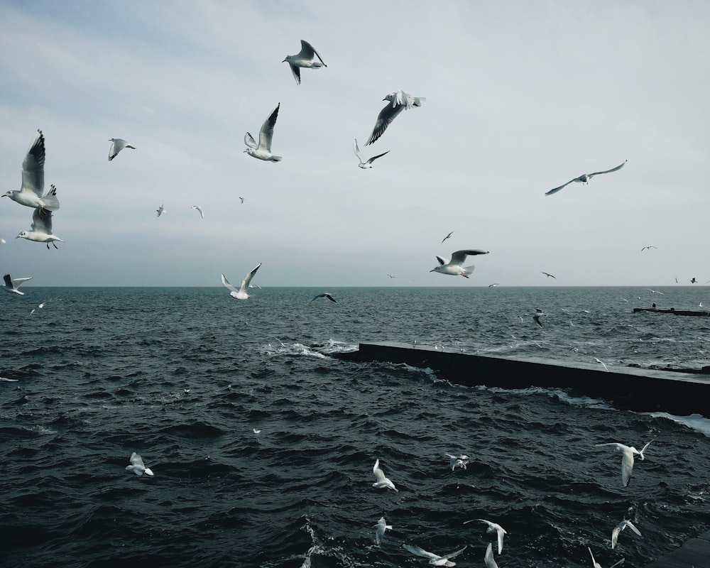 birds flying over the sea during daytime