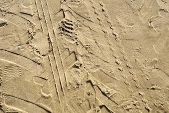 An assortment of different tracks and patterns are seen imprinted on a sandy surface. These include tire tracks, footprints, and the patterns from the soles of shoes. A small shell lies partially buried in the sand, adding to the texture and diversity of the scene.