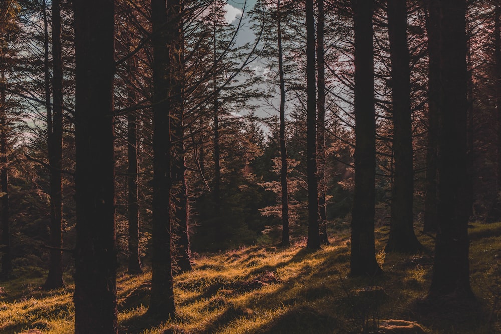 brown trees on brown grass field during daytime