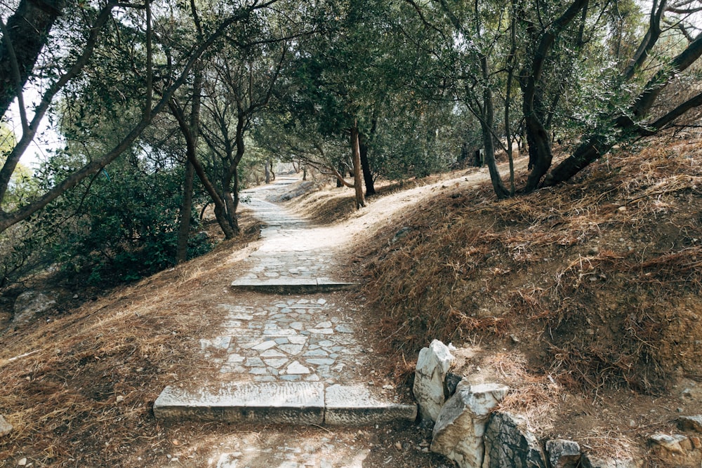 brown pathway between green trees during daytime