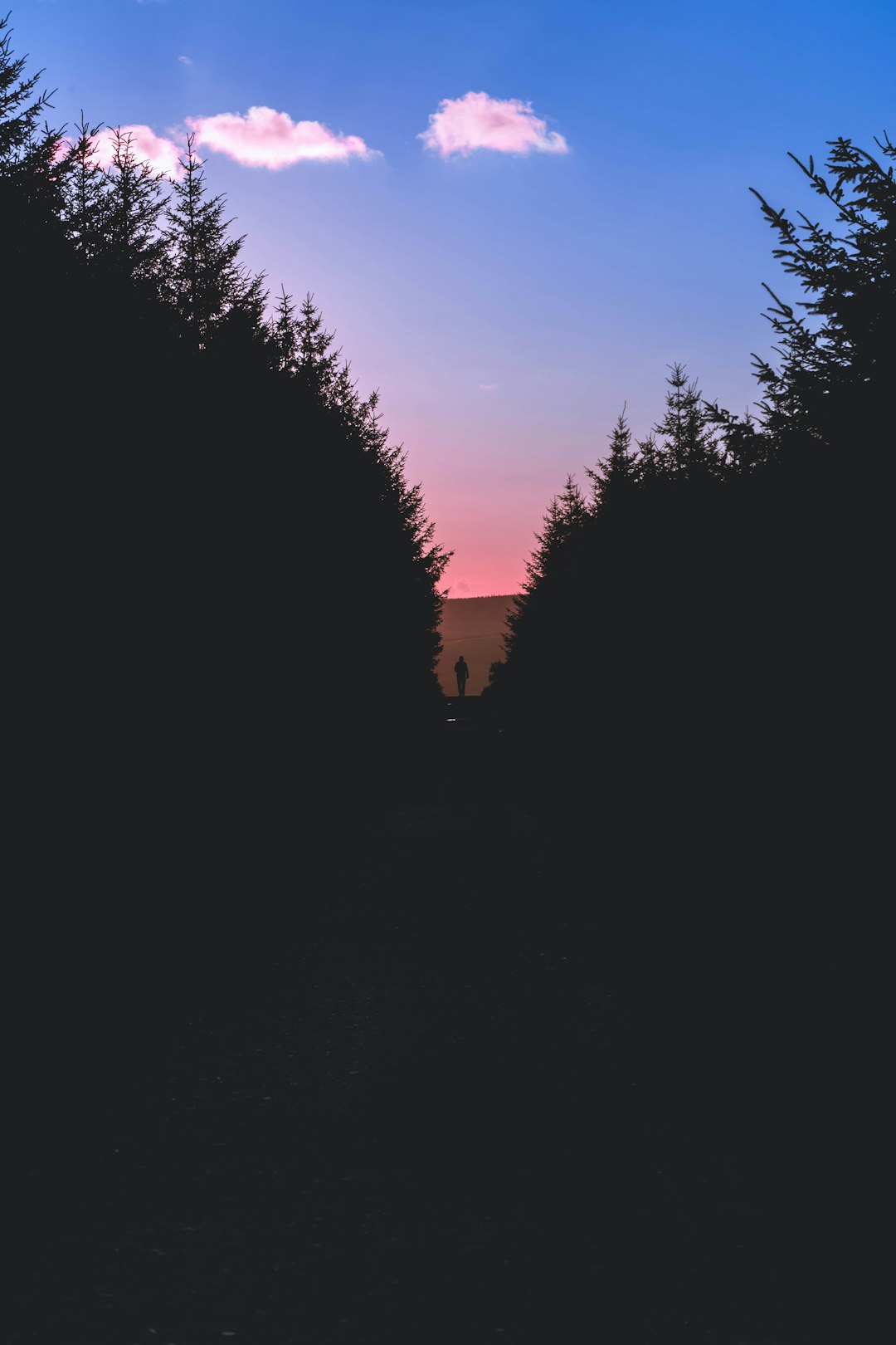 Forest photo spot Dublin Glendalough