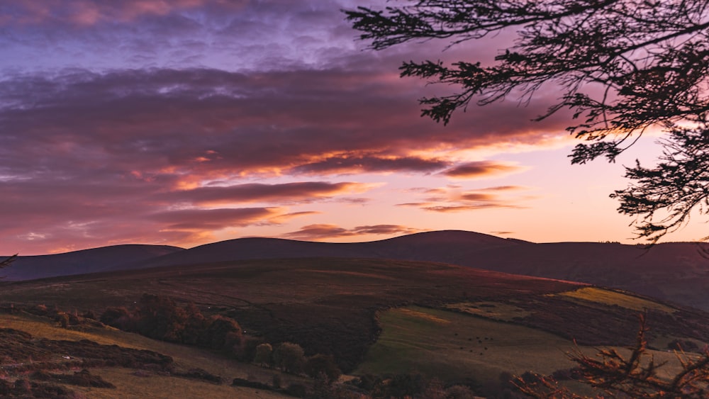 green trees on brown field during sunset