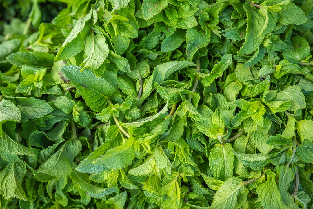 mint, fresh mint leaves, green leaves plant during daytime