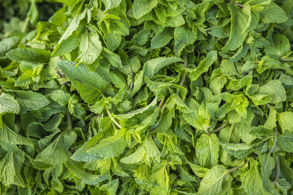 Las hojas verdes se plantan durante el día