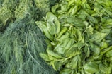 A display of fresh green herbs, including a bunch of delicate, feathery dill on the left and a lush pile of basil leaves on the right, showcasing their vibrant green color and healthy appearance.