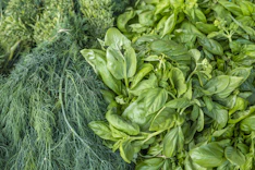 Close-up of fresh green herbs symbolizing natural food safety and quality