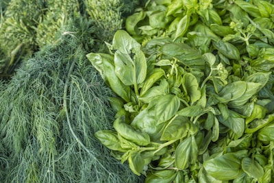 A vibrant display of fresh green herbs and plants.