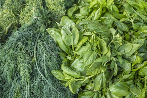A display of fresh green herbs, including a bunch of delicate, feathery dill on the left and a lush pile of basil leaves on the right, showcasing their vibrant green color and healthy appearance.