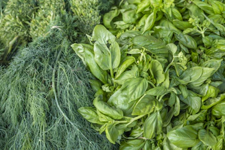 Bright and clean close-up of green supplements bottles with fresh herbs surrounding them