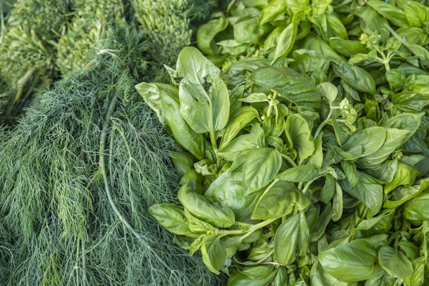 A display of fresh green herbs, including a bunch of delicate, feathery dill on the left and a lush pile of basil leaves on the right, showcasing their vibrant green color and healthy appearance.