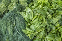 A display of fresh green herbs, including a bunch of delicate, feathery dill on the left and a lush pile of basil leaves on the right, showcasing their vibrant green color and healthy appearance.