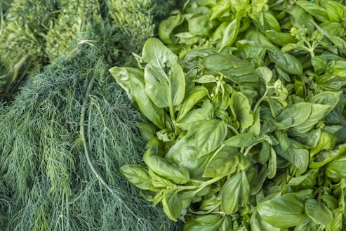 A display of fresh green herbs, including a bunch of delicate, feathery dill on the left and a lush pile of basil leaves on the right, showcasing their vibrant green color and healthy appearance.