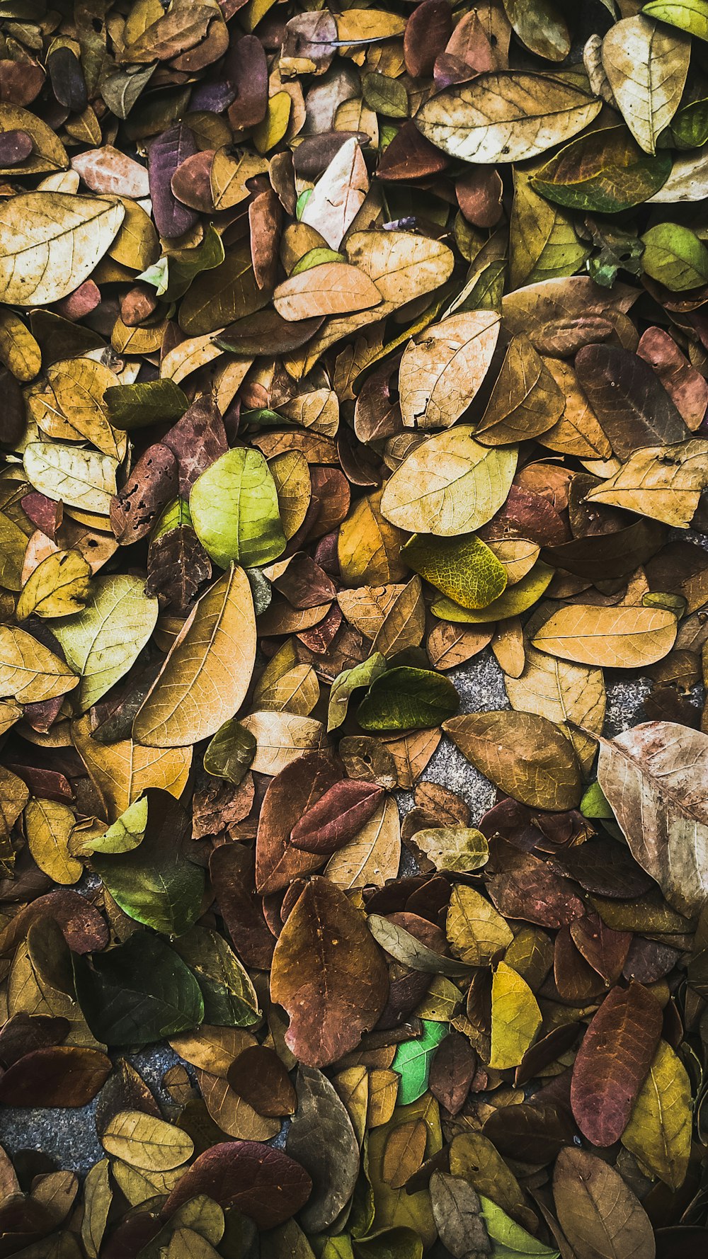 green leaves on brown dried leaves