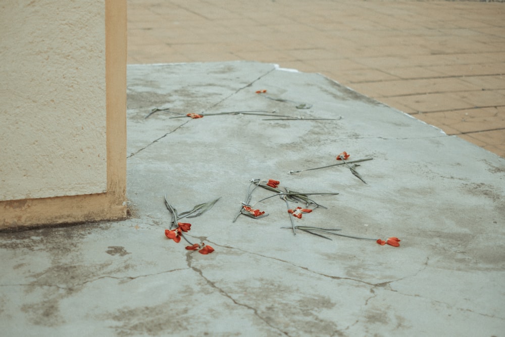 red and black bird on white concrete floor