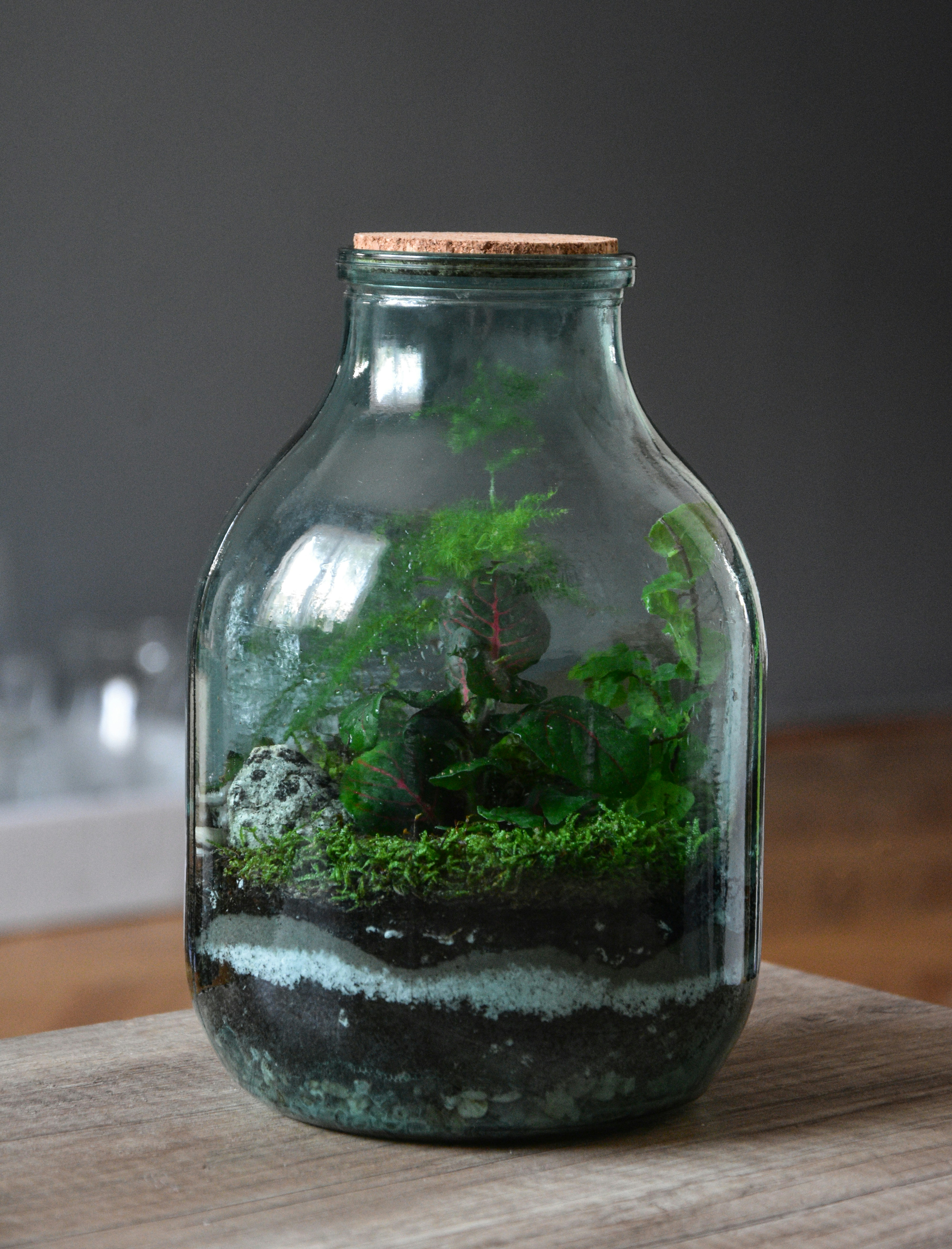 plante verte dans un bocal en verre transparent
