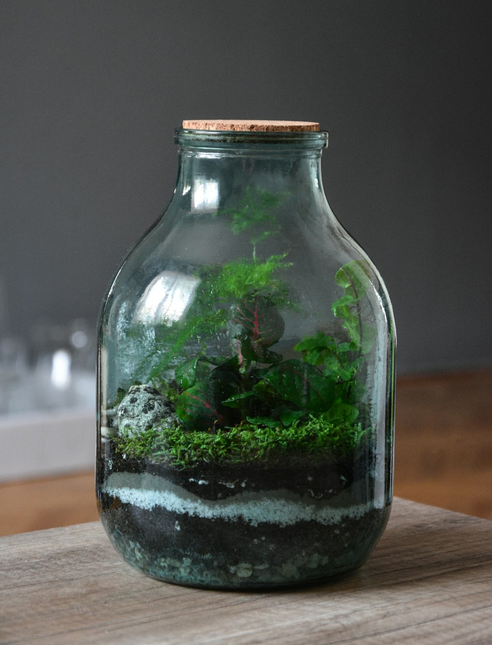 透明なガラス瓶の緑の植物